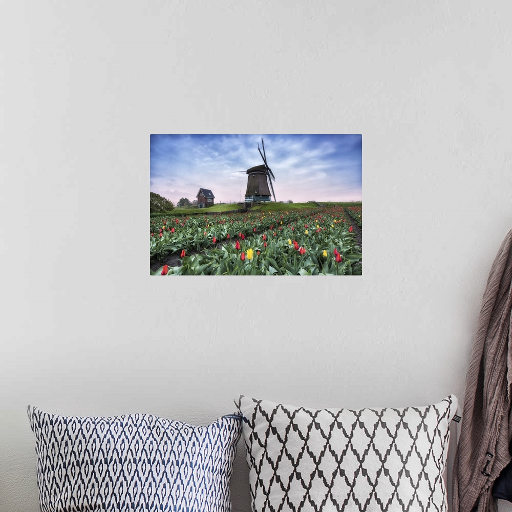 A bohemian room featuring View of multi-coloured fields of tulips and windmills at spring, Berkmeer, Koggenland, North Holl...
