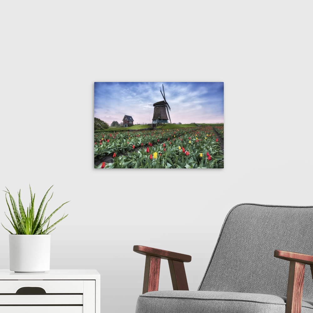 A modern room featuring View of multi-coloured fields of tulips and windmills at spring, Berkmeer, Koggenland, North Holl...