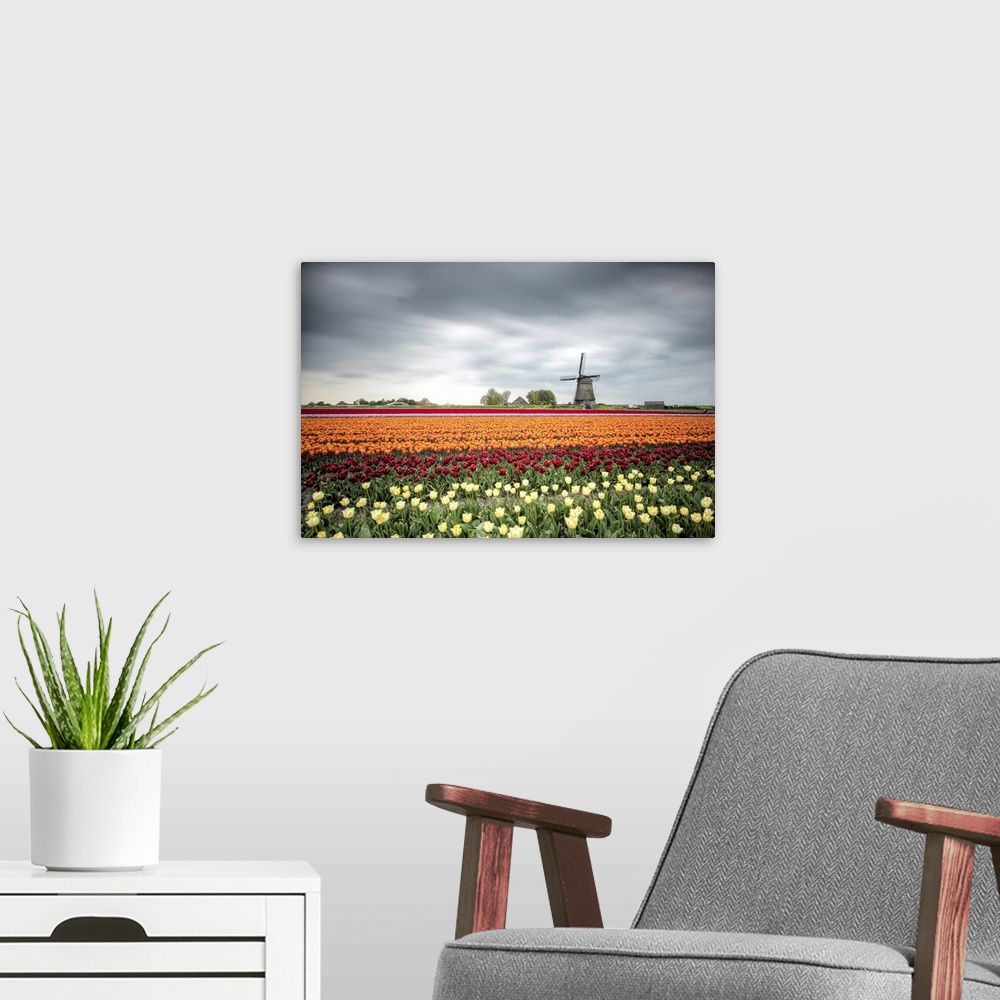A modern room featuring Spring clouds over fields of multicolored tulips and windmill, Berkmeer, Koggenland, North Hollan...