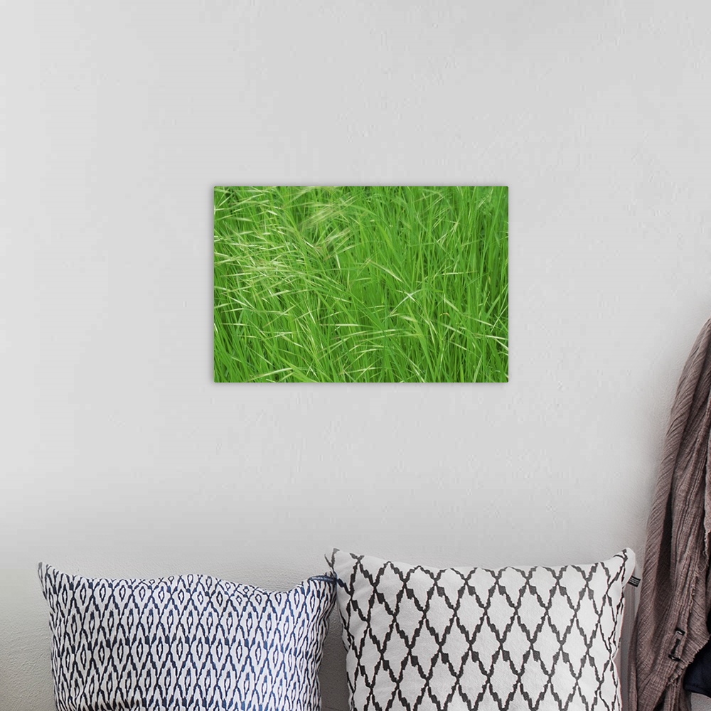 A bohemian room featuring Spring grasses, Surrey, England, United Kingdom, Europe
