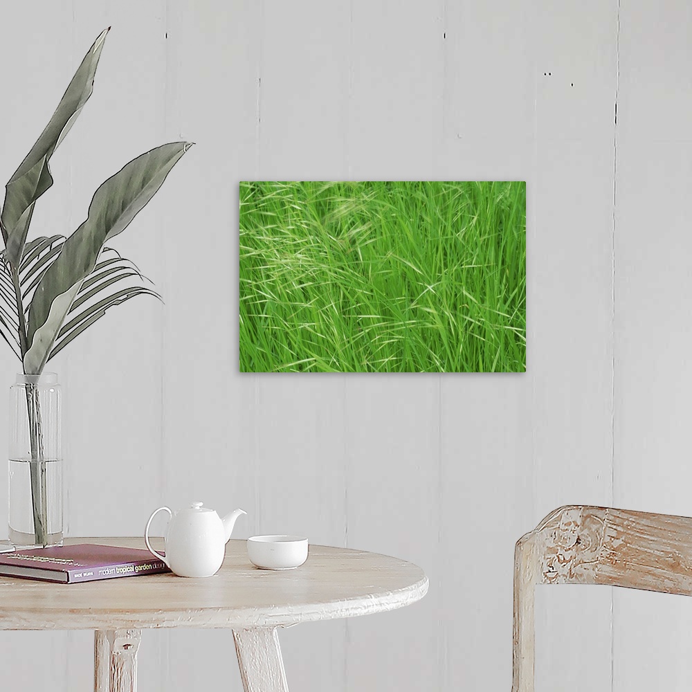 A farmhouse room featuring Spring grasses, Surrey, England, United Kingdom, Europe