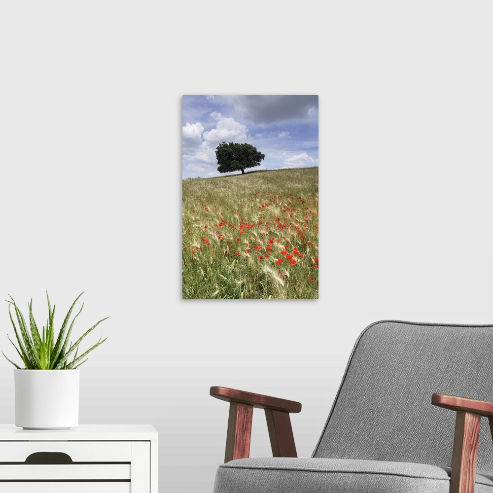 A modern room featuring Spring poppies and lone tree, Andalucia, Spain, Europe