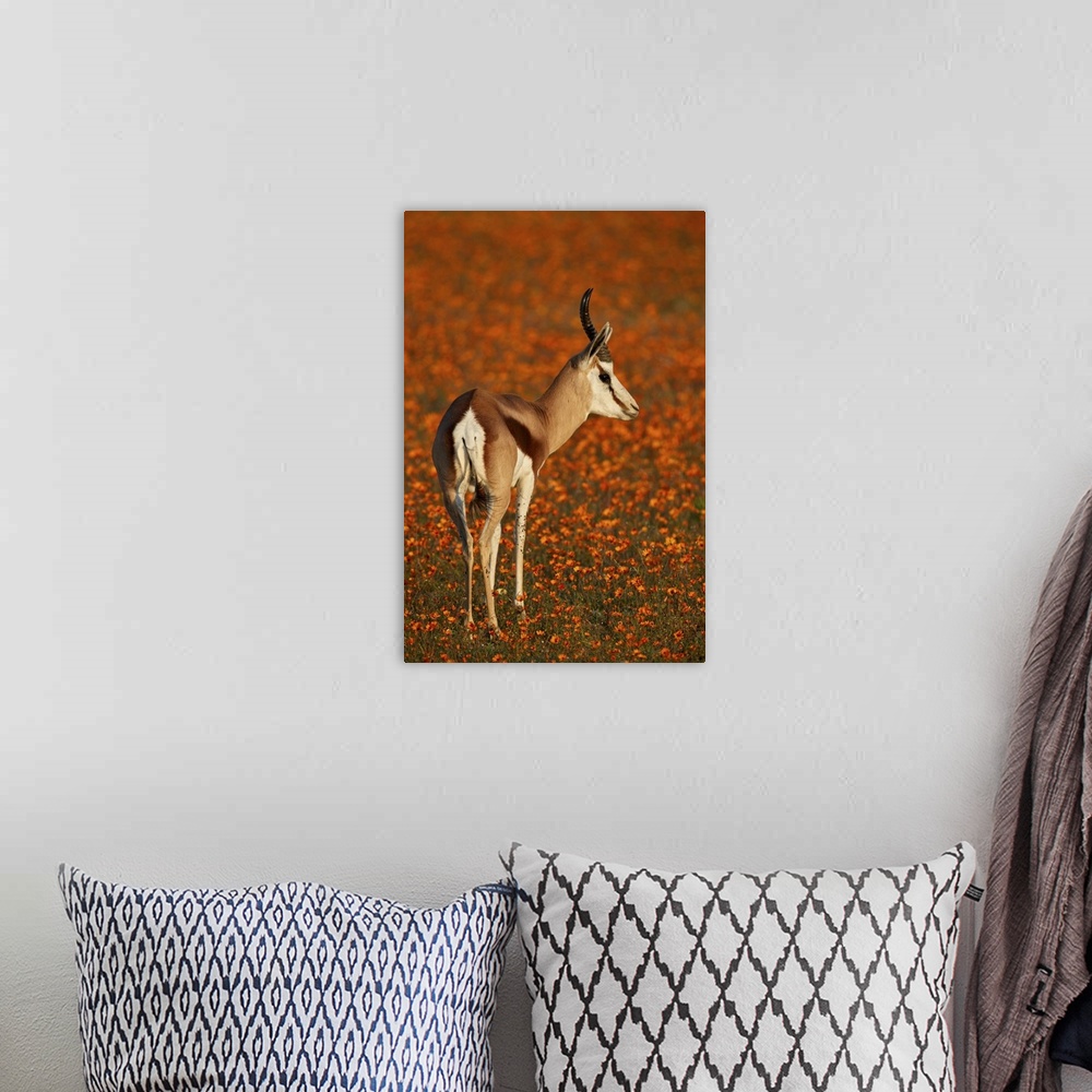 A bohemian room featuring Springbok among orange wildflowers and, Namaqualand