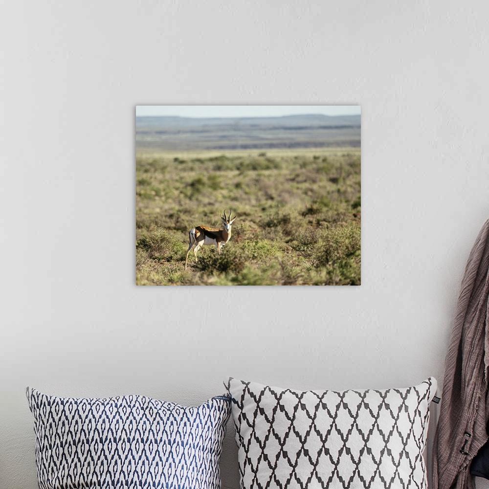 A bohemian room featuring Springbok, Karoo National Park, Beaufort West, Western Cape, South Africa, Africa