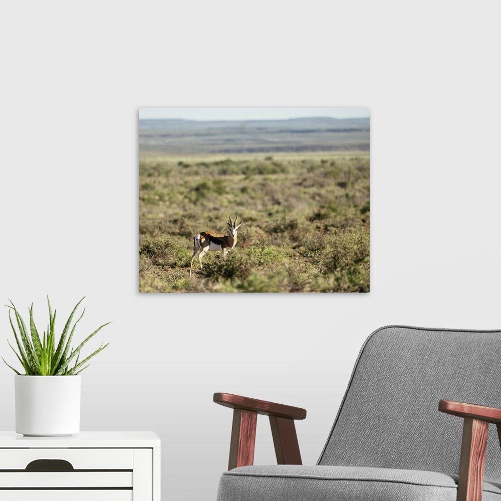 A modern room featuring Springbok, Karoo National Park, Beaufort West, Western Cape, South Africa, Africa