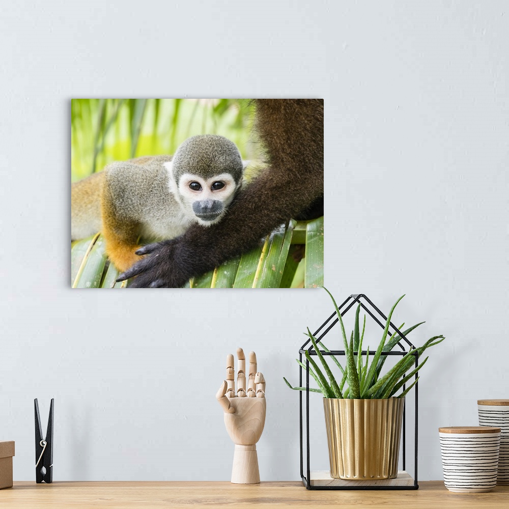 A bohemian room featuring Adult common squirrel monkey (Saimiri sciureus), in San Francisco Village, Amazon Basin, Loreto, ...