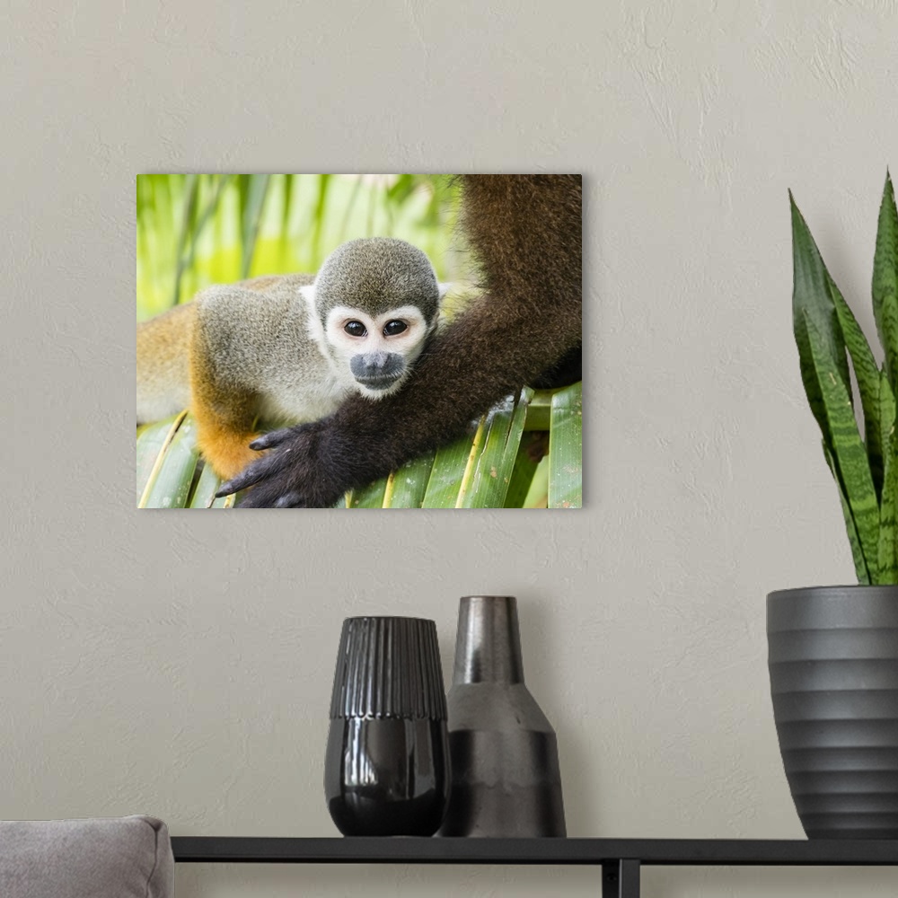 A modern room featuring Adult common squirrel monkey (Saimiri sciureus), in San Francisco Village, Amazon Basin, Loreto, ...