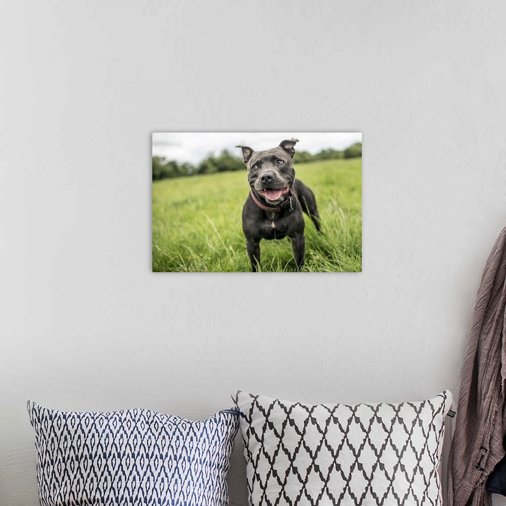 A bohemian room featuring Staffordshire Bull Terrier standing in a green field, United Kingdom, Europe