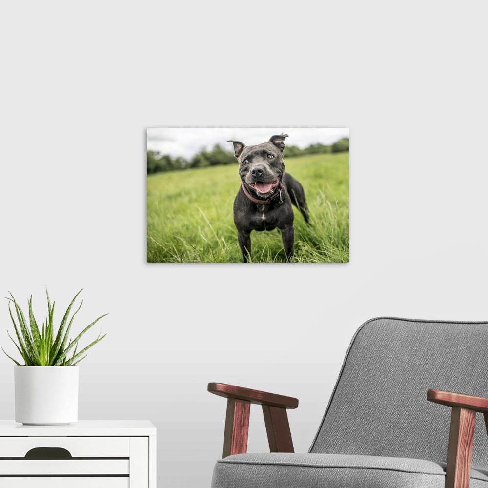 A modern room featuring Staffordshire Bull Terrier standing in a green field, United Kingdom, Europe