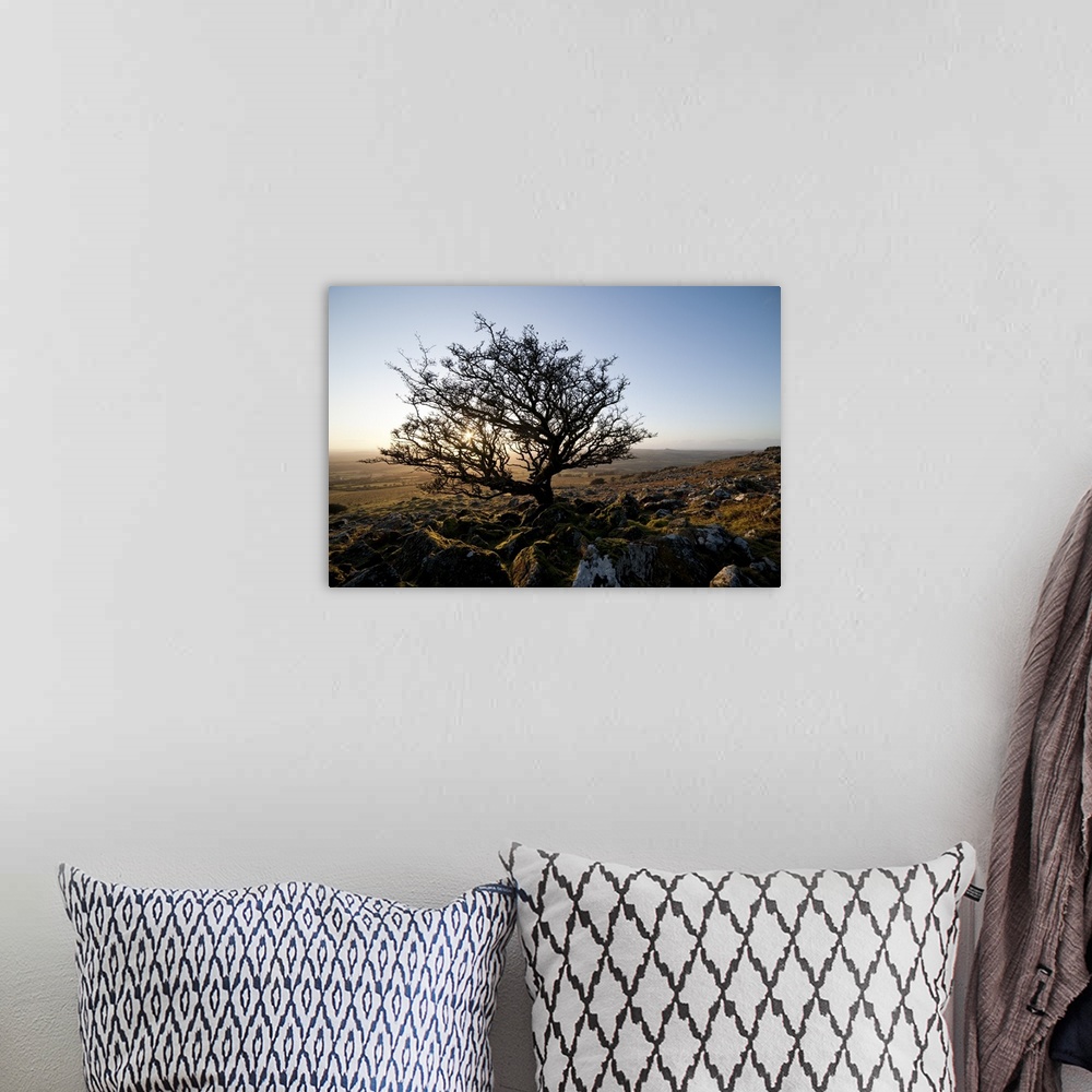 A bohemian room featuring Stunted tree on Dartmoor, Devon, England, UK