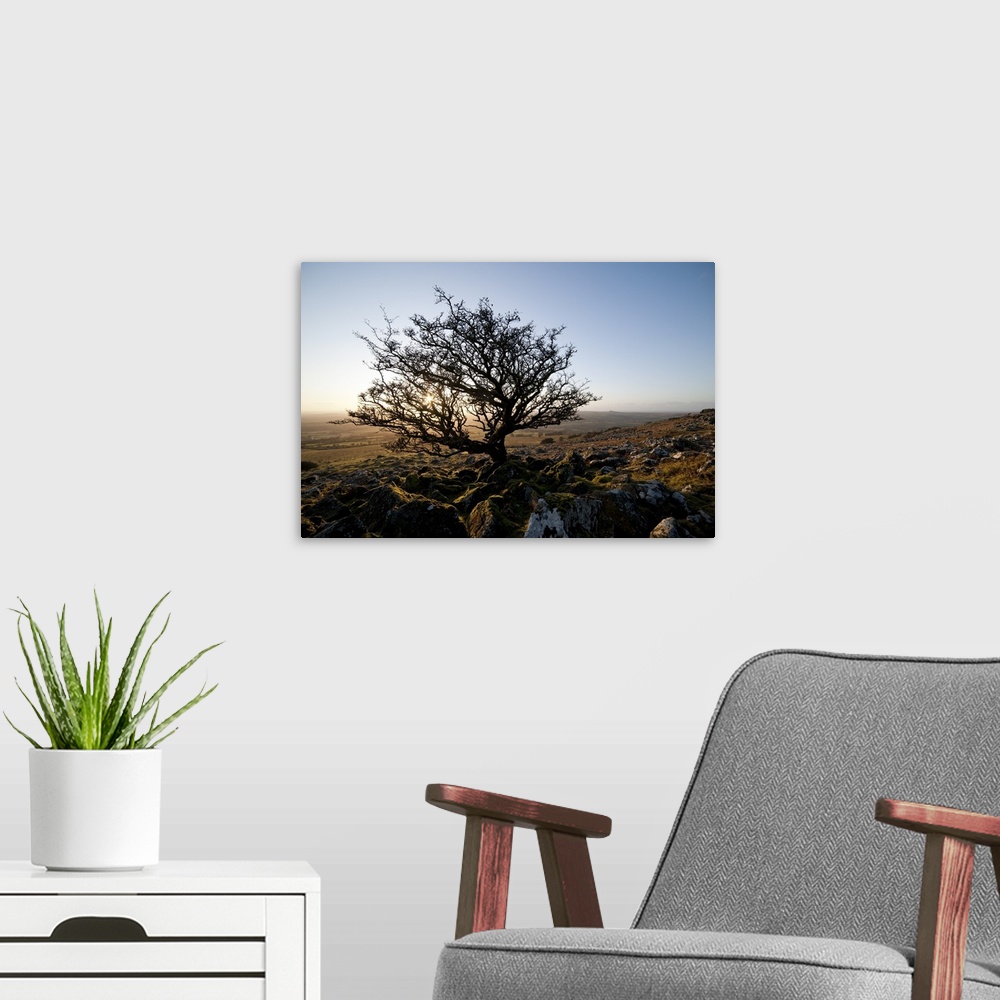 A modern room featuring Stunted tree on Dartmoor, Devon, England, UK