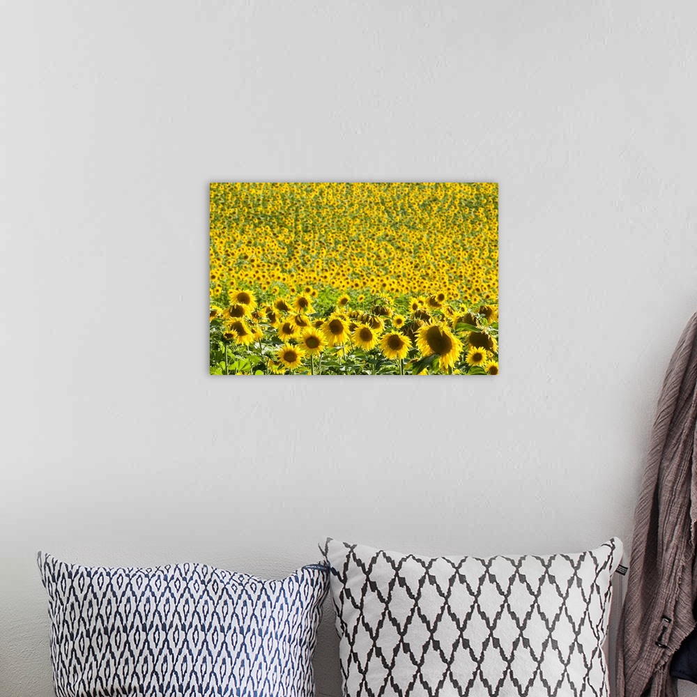 A bohemian room featuring Sunflower (Helianthus) fields, Andalucia, Spain, Europe