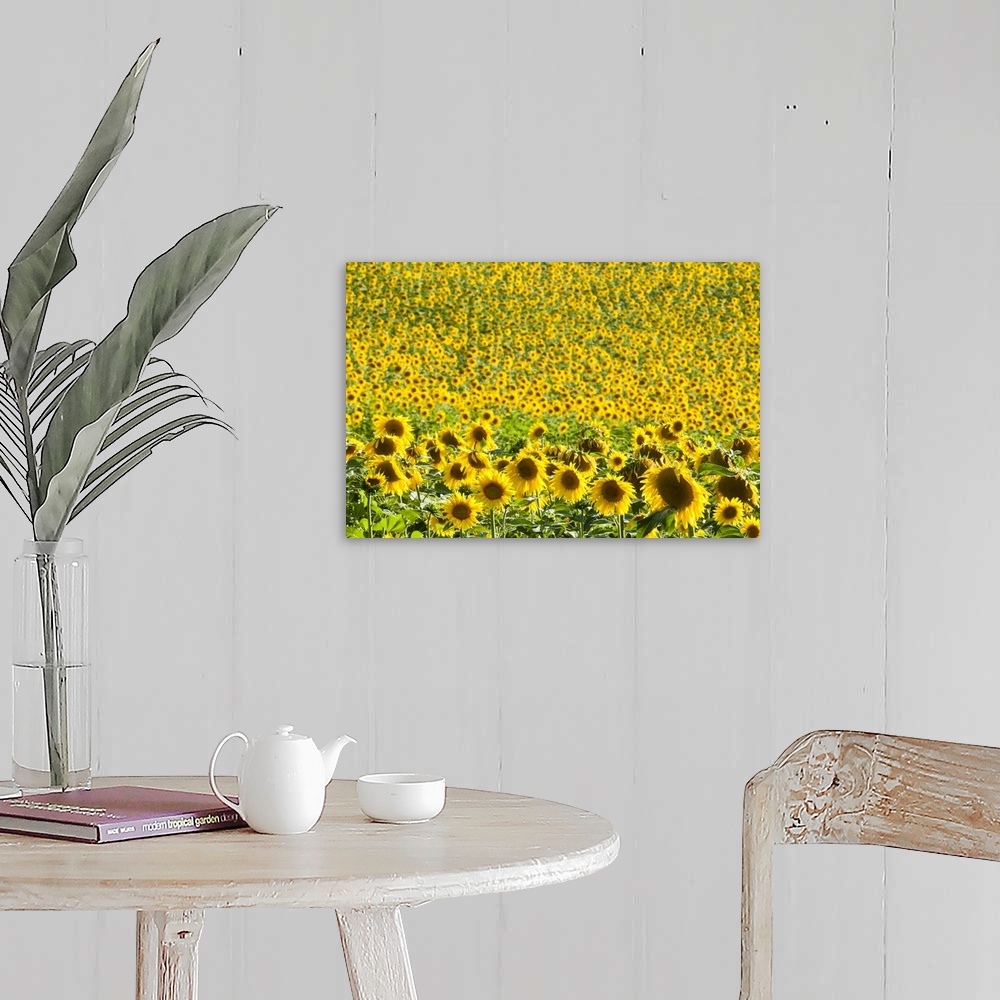 A farmhouse room featuring Sunflower (Helianthus) fields, Andalucia, Spain, Europe