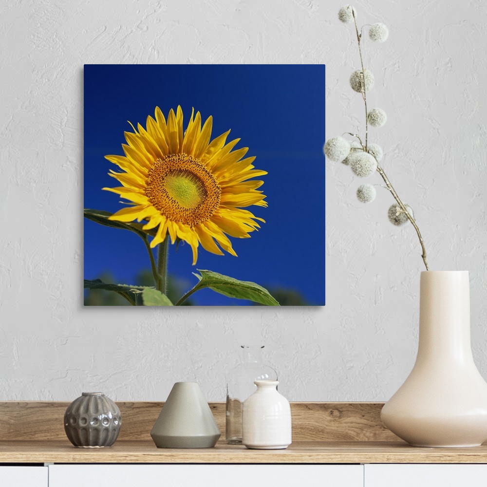 A farmhouse room featuring Sunflower, Tuscany, Italy, Europe