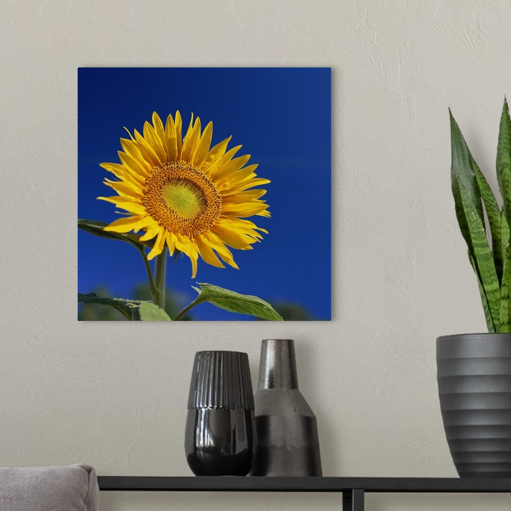 A modern room featuring Sunflower, Tuscany, Italy, Europe