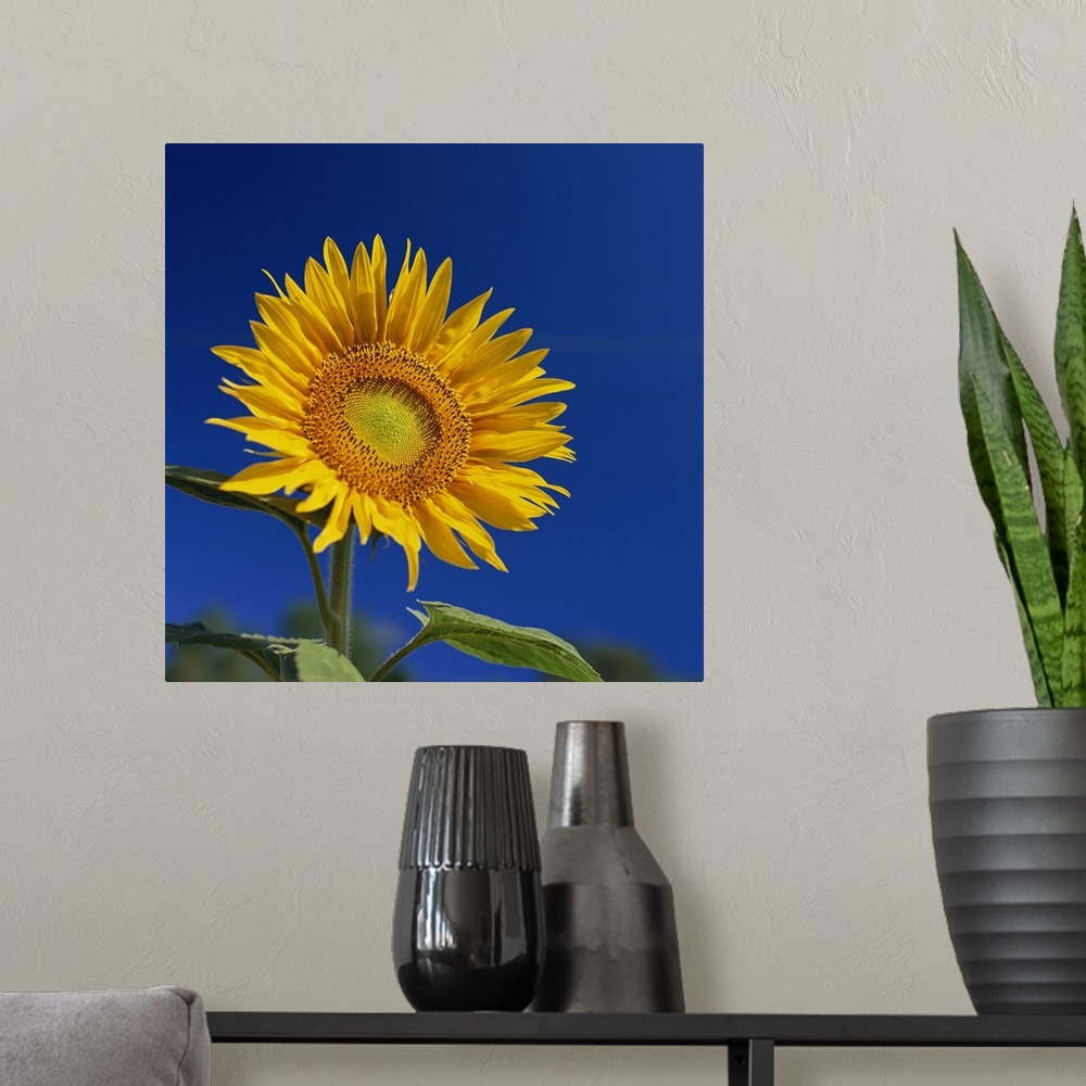 A modern room featuring Sunflower, Tuscany, Italy, Europe