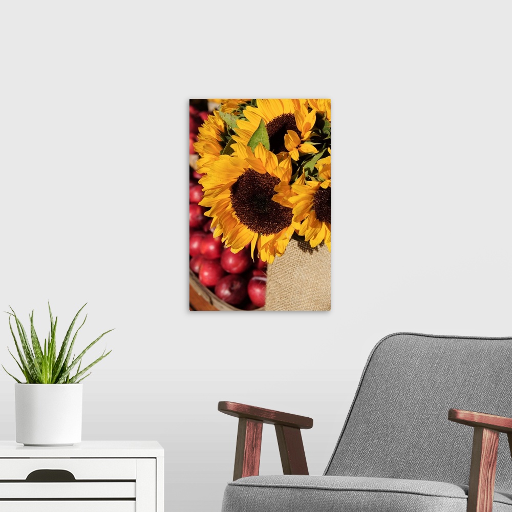 A modern room featuring Sunflowers and apples, The Hamptons, Long Island, New York State, USA