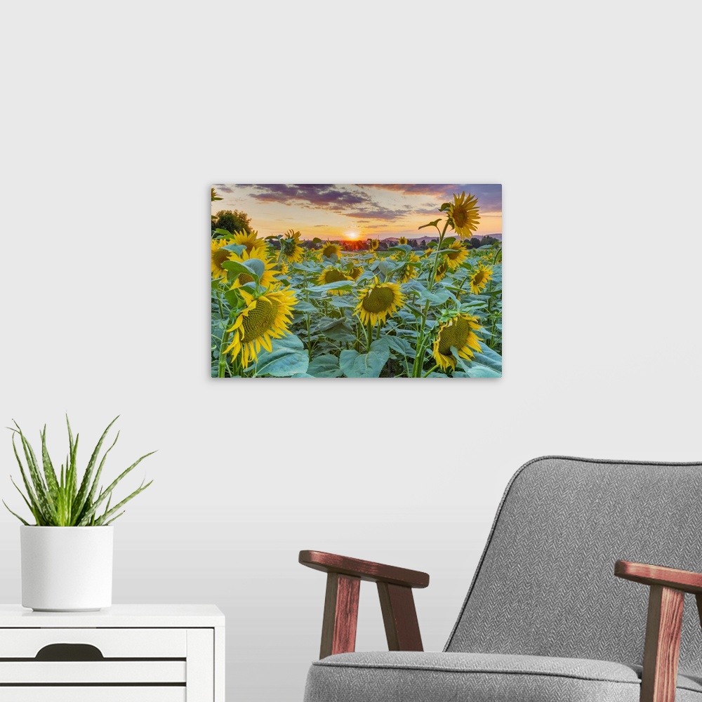 A modern room featuring Sunflowers at sunset, Austria, Europe