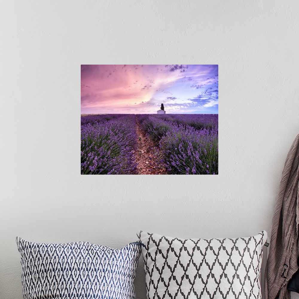 A bohemian room featuring Sunrise in a lavender field with a small cottage and a tree, Valensole, Alpes-de-Haute-Provence, ...