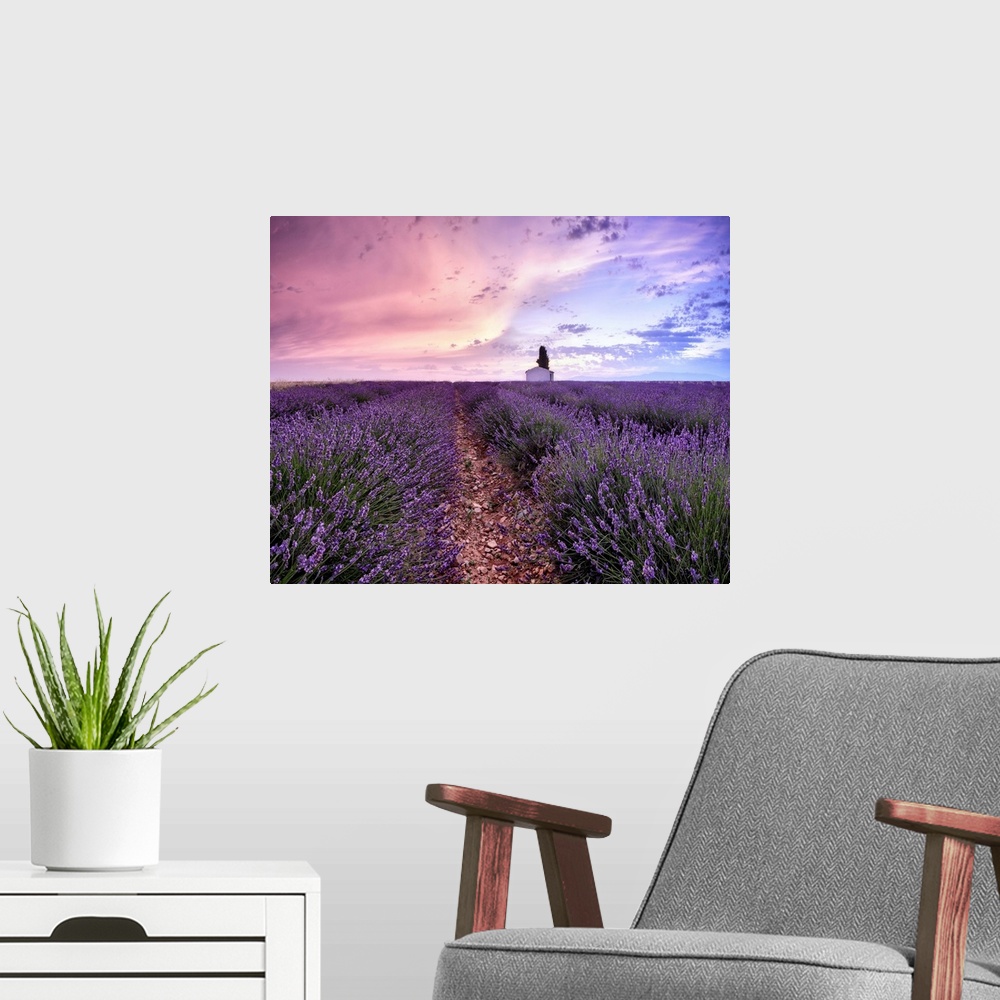 A modern room featuring Sunrise in a lavender field with a small cottage and a tree, Valensole, Alpes-de-Haute-Provence, ...