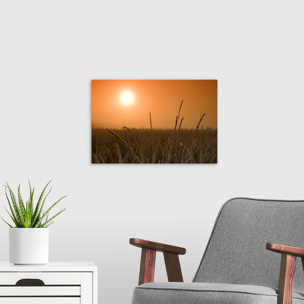 A modern room featuring Sunrise in the fen, Hiller Moor, Nordrhein Westfalen, Germany