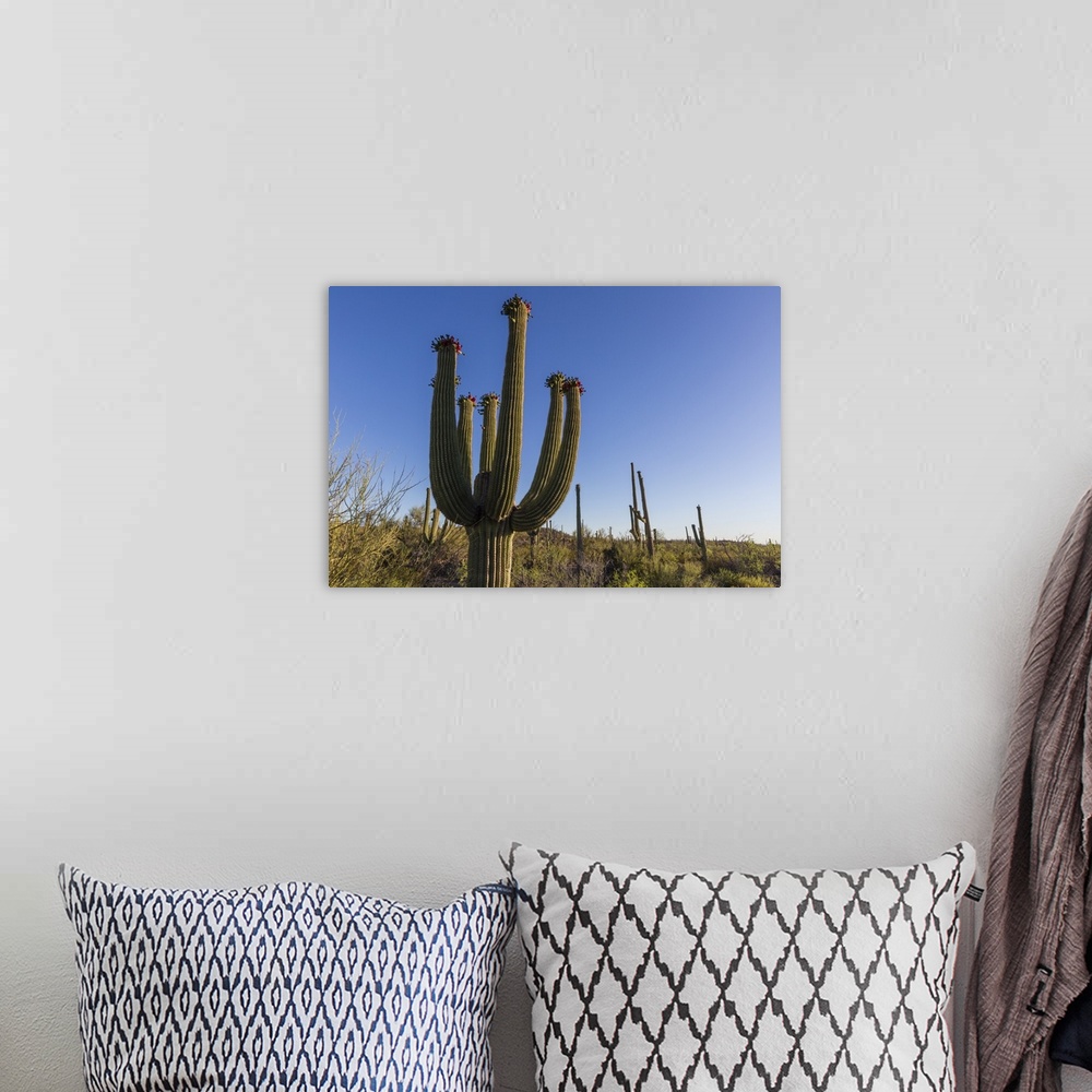 A bohemian room featuring Sunrise on saguaro cactus in bloom (Carnegiea gigantea), Sweetwater Preserve, Tucson, Arizona, Un...