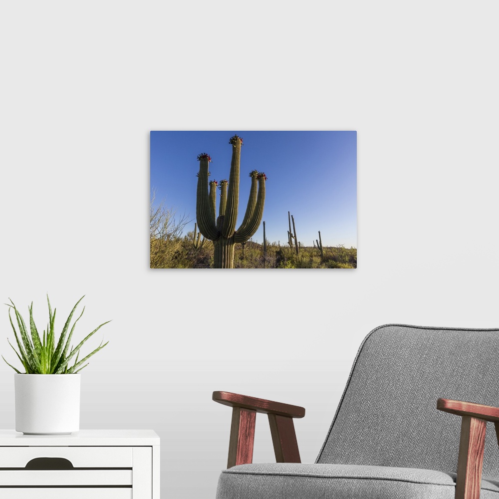 A modern room featuring Sunrise on saguaro cactus in bloom (Carnegiea gigantea), Sweetwater Preserve, Tucson, Arizona, Un...