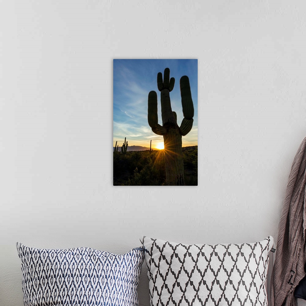 A bohemian room featuring Sunrise on saguaro cactus in bloom (Carnegiea gigantea), Sweetwater Preserve, Tucson, Arizona, Un...