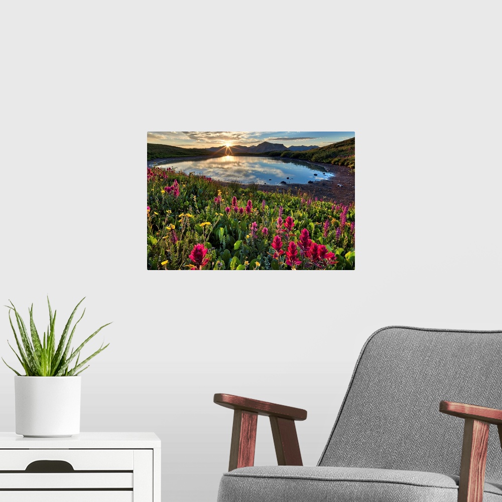 A modern room featuring Sunrise over Alpine wildflowers, San Juan National Forest, Colorado