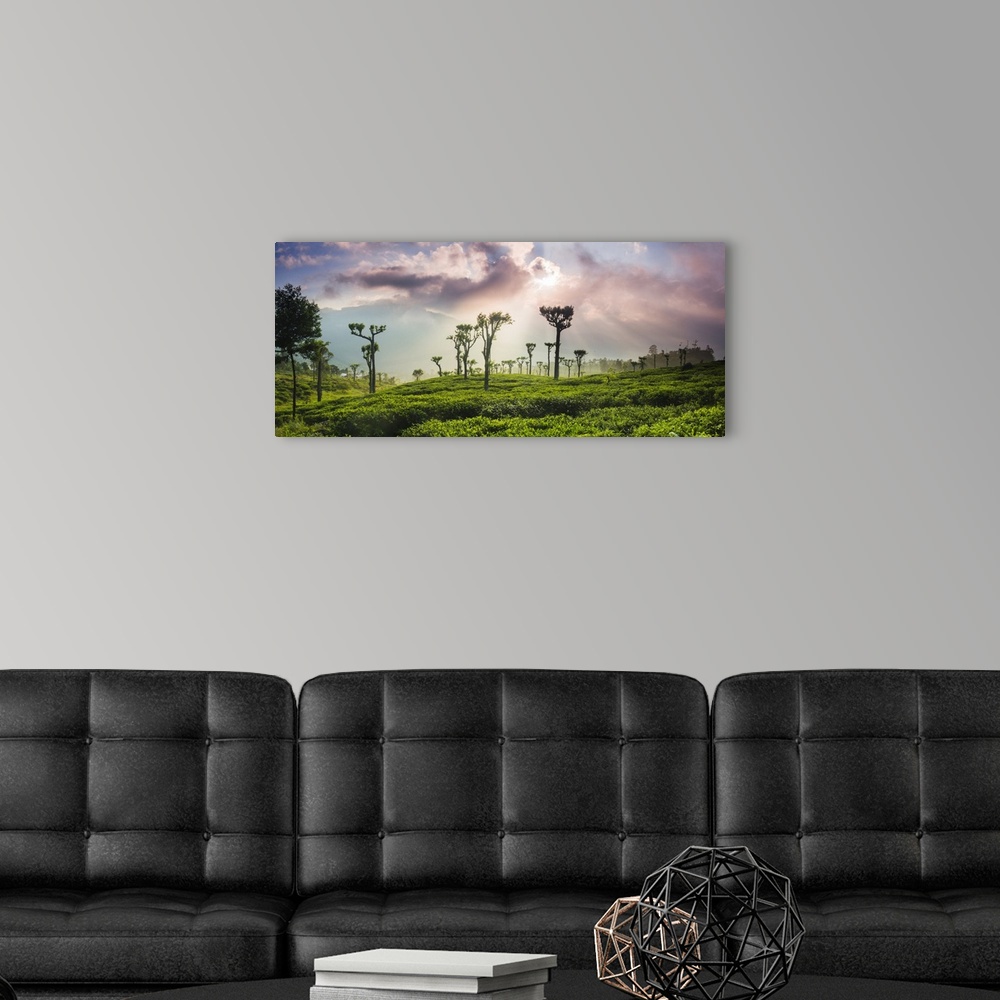 A modern room featuring Sunrise over tea plantations and mountains, Haputale, Sri Lanka Hill Country, Central Highlands, ...