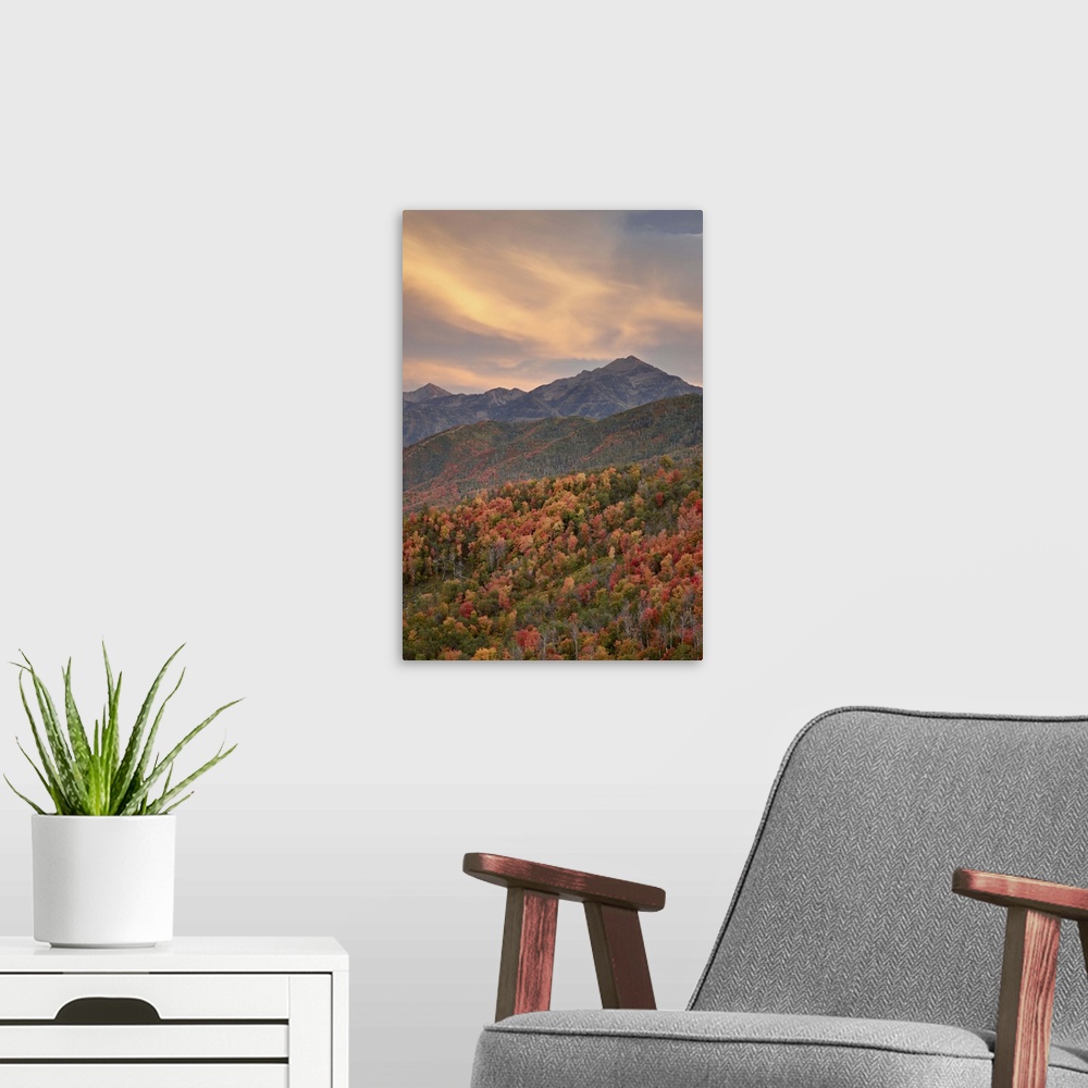 A modern room featuring Sunset over orange and red maples in the fall, Uinta National Forest, Utah