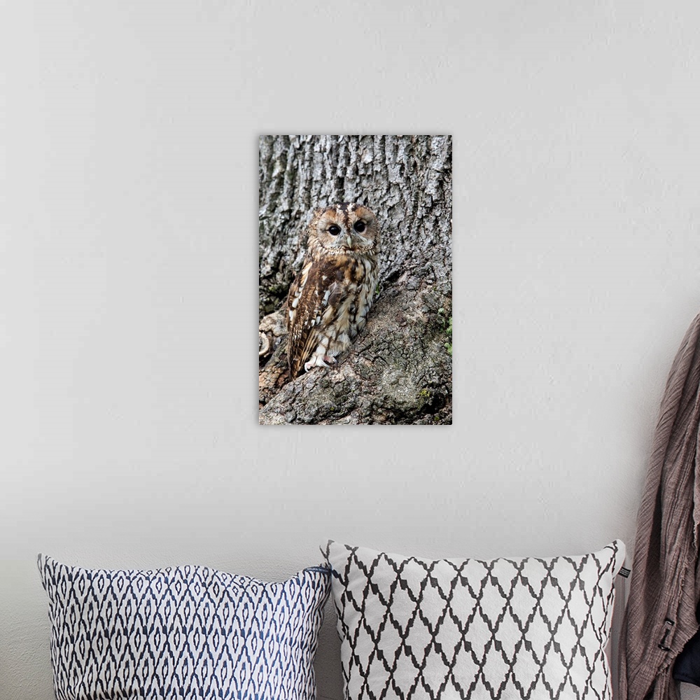 A bohemian room featuring Tawny owl, captive, camouflaged on tree, United Kingdom, Europe