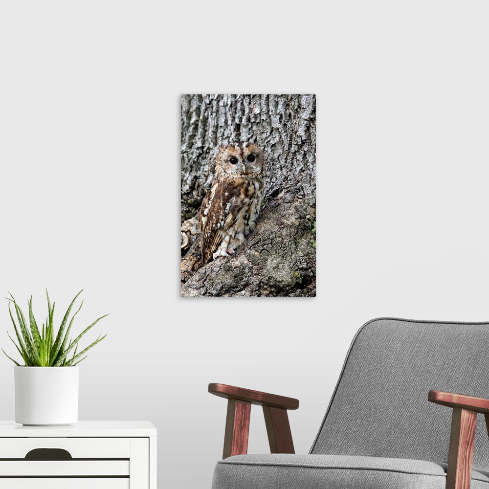 A modern room featuring Tawny owl, captive, camouflaged on tree, United Kingdom, Europe