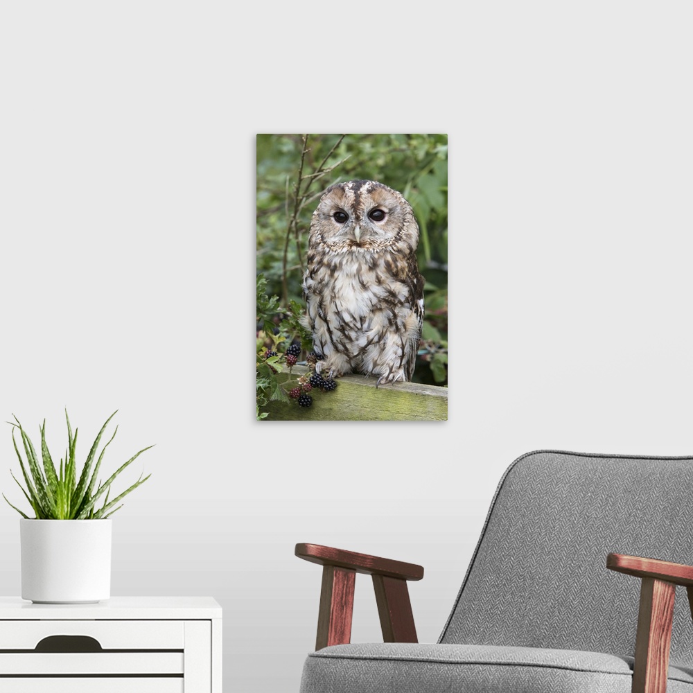 A modern room featuring Tawny owl, captive, United Kingdom, Europe