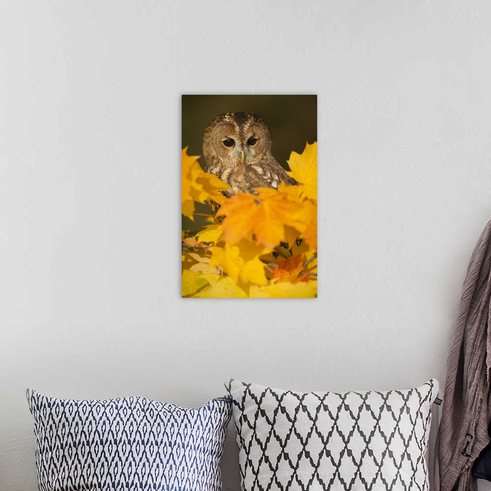 A bohemian room featuring Tawny owl (Strix aluco), among autumn foliage, United Kingdom, Europe