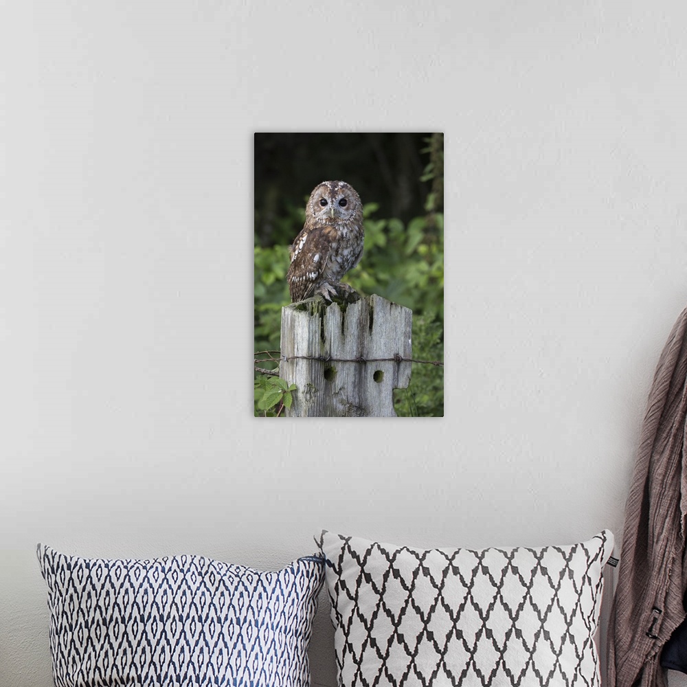 A bohemian room featuring Tawny owl (Strix aluco), captive, United Kingdom, Europe