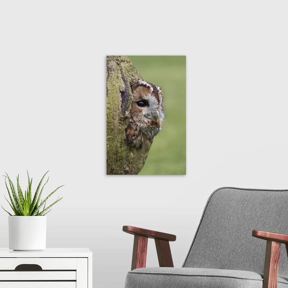 A modern room featuring Tawny owl (Strix aluco), captive, Cumbria, England, United Kingdom, Europe