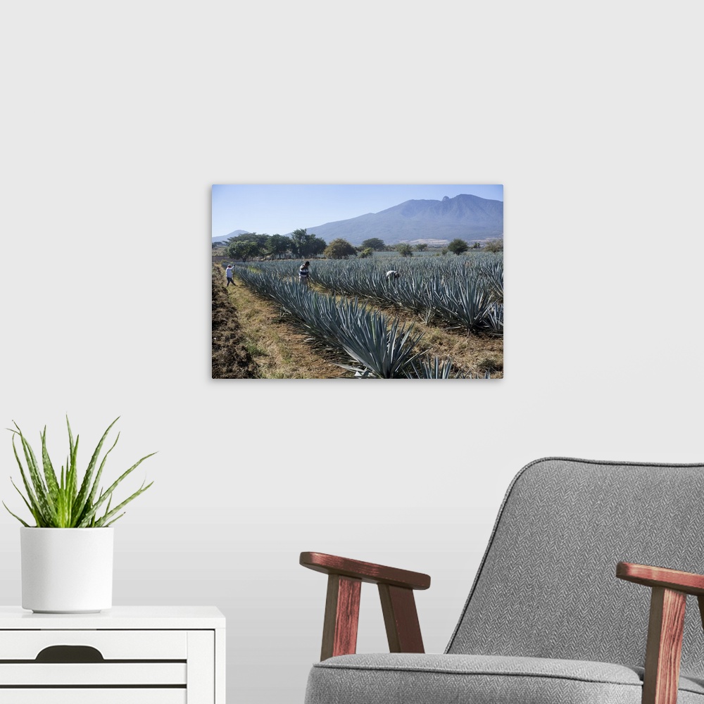 A modern room featuring Tequila is made from the blue agave plant in the state of Jalisco and mostly around the city of T...