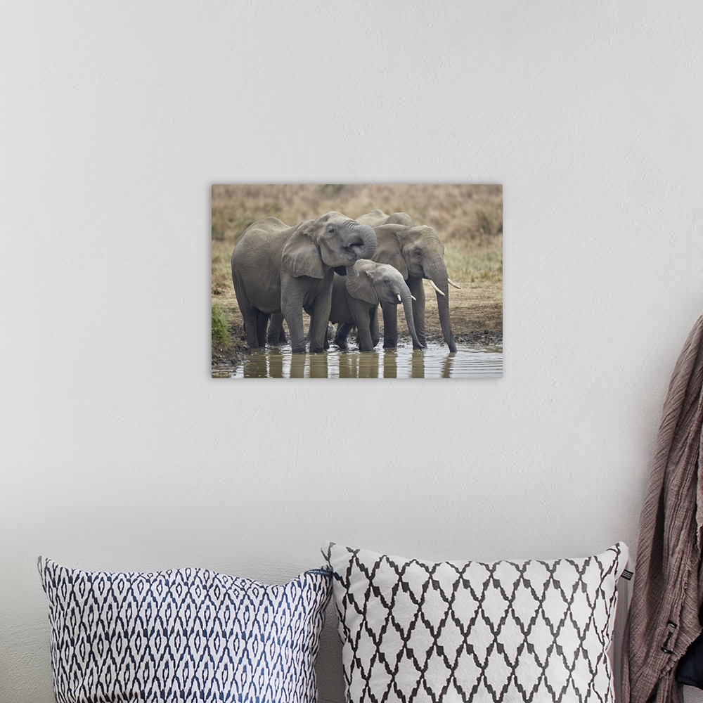 A bohemian room featuring Three African elephant drinking, Mikumi National Park, Tanzania