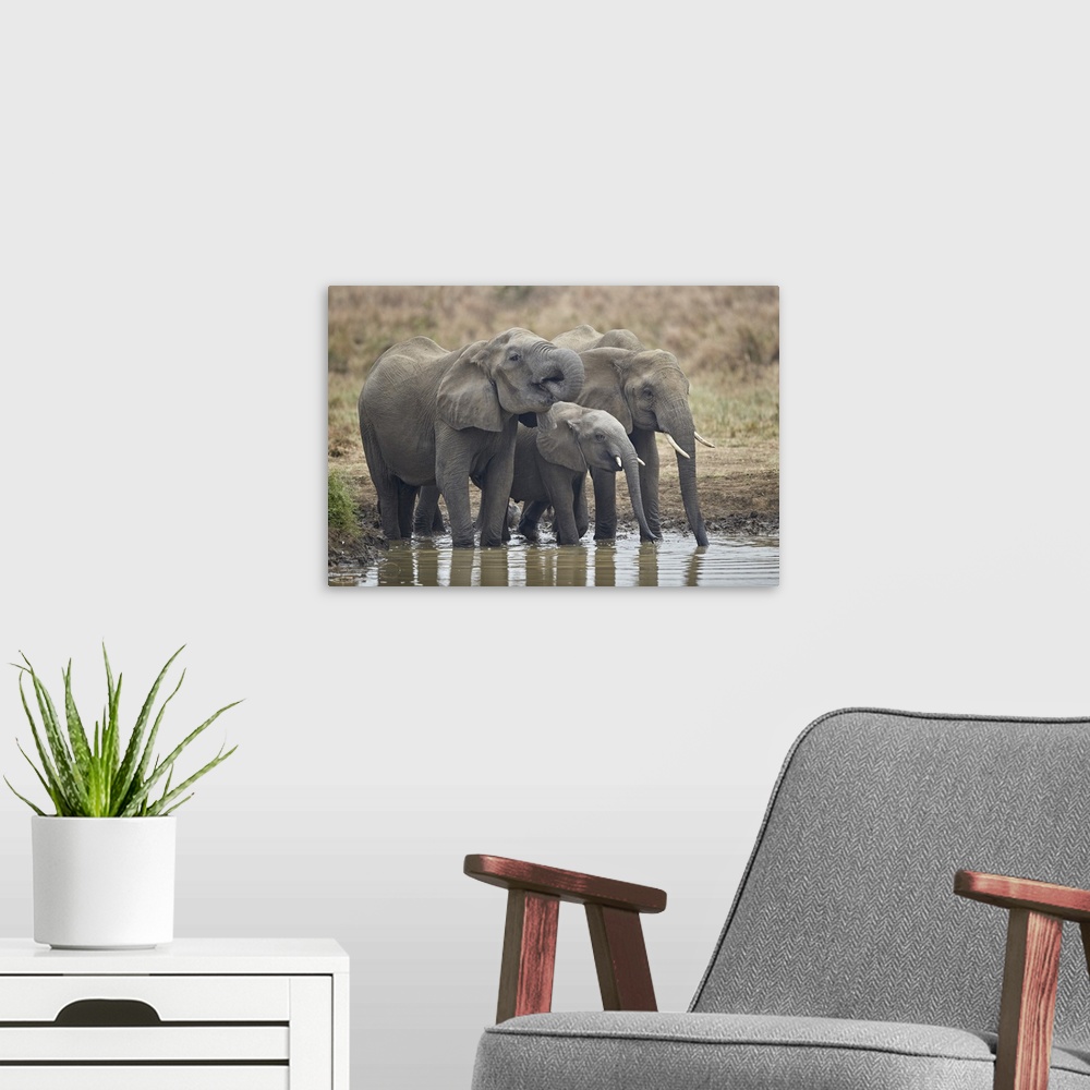 A modern room featuring Three African elephant drinking, Mikumi National Park, Tanzania