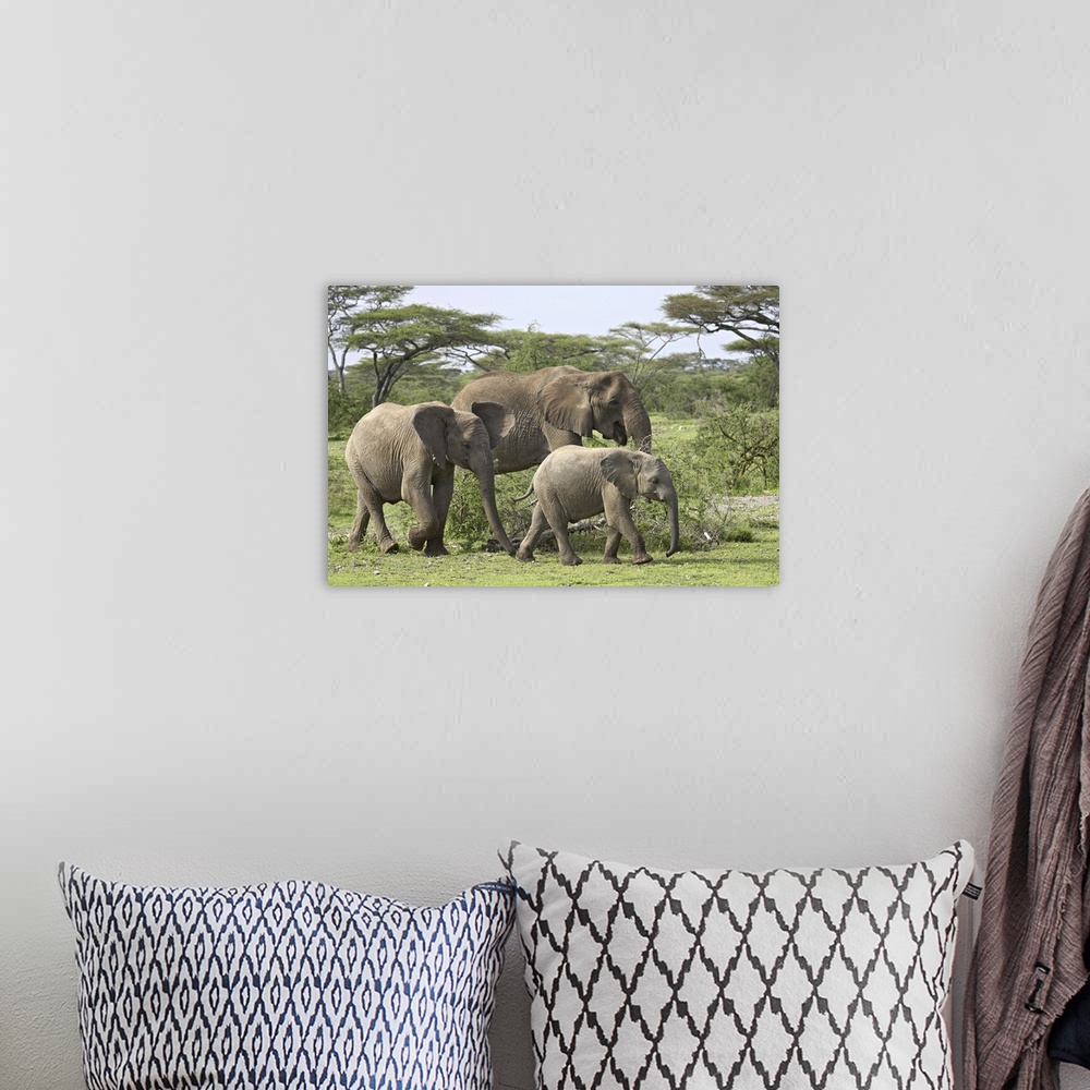 A bohemian room featuring Three African elephant, Serengeti National Park, Tanzania