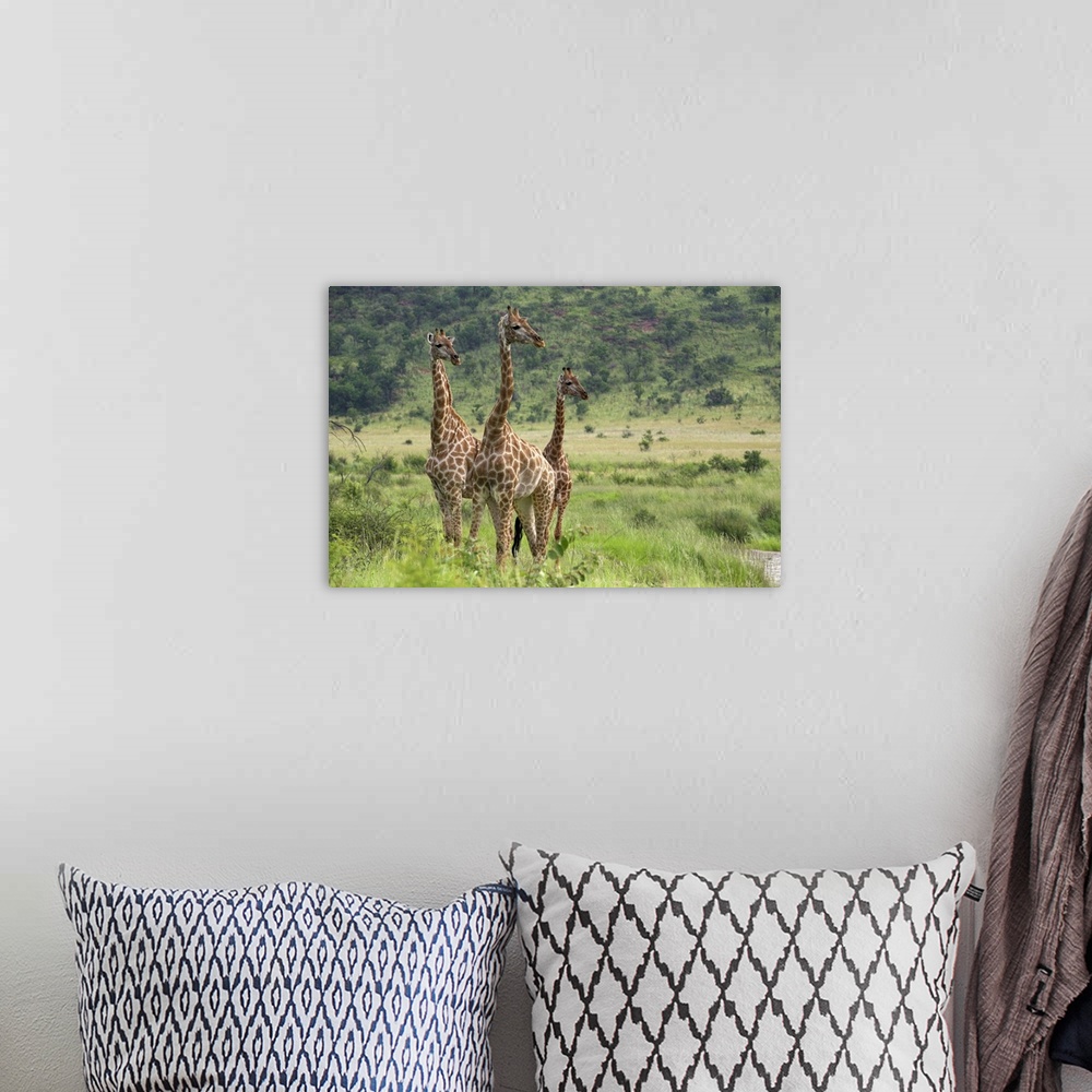 A bohemian room featuring Three giraffes, Pilanesberg Game Reserve, North West Province, South Africa