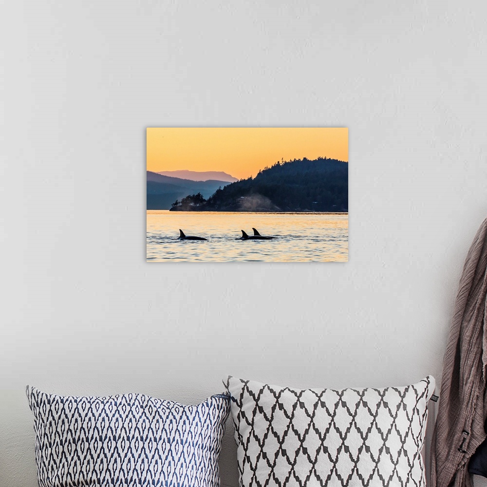 A bohemian room featuring Transient killer whales surfacing at sunset, British Columbia, Canada