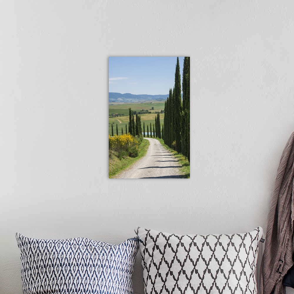 A bohemian room featuring Tree lined driveway, Val d'Orcia, Tuscany, Italy, Europe.
