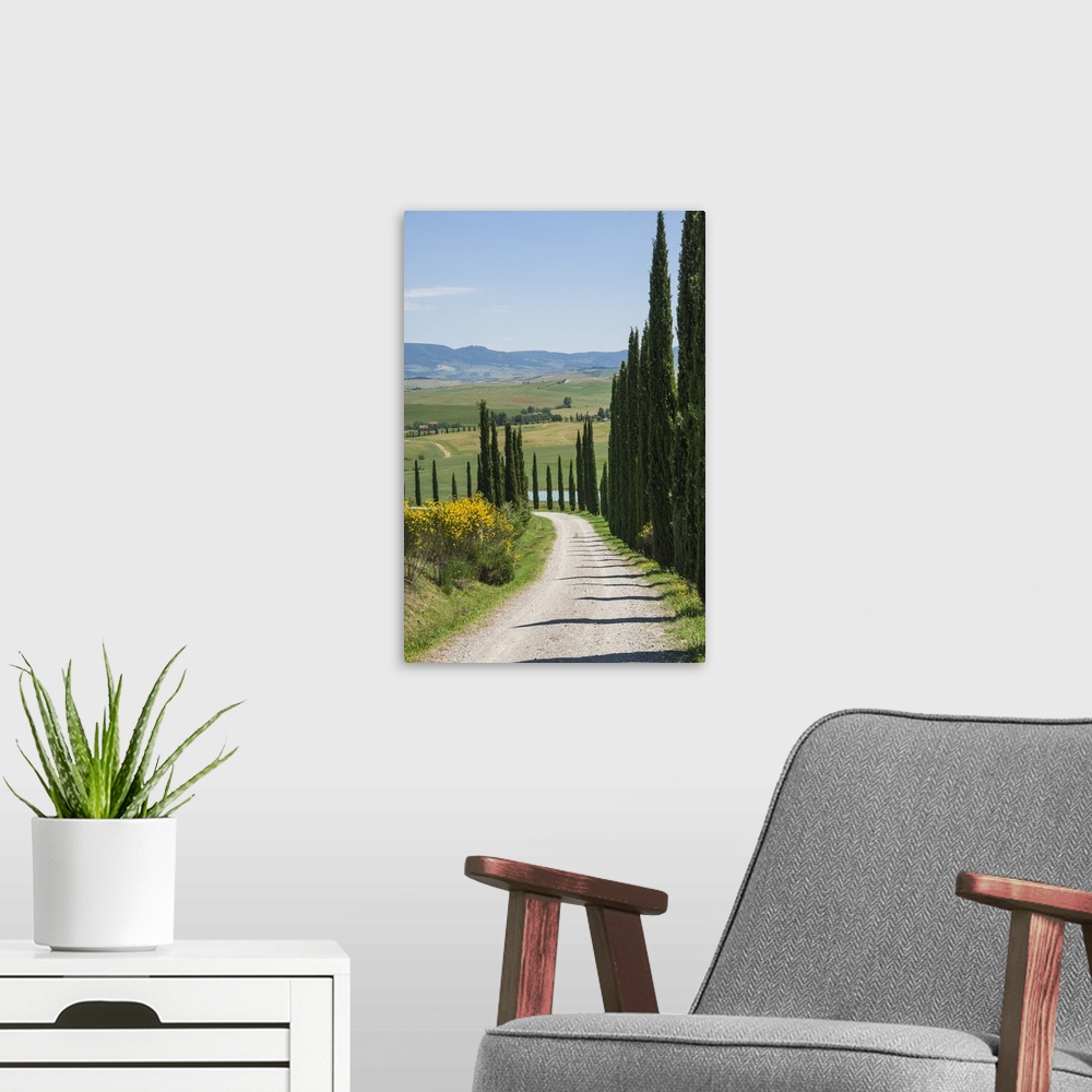 A modern room featuring Tree lined driveway, Val d'Orcia, Tuscany, Italy, Europe.