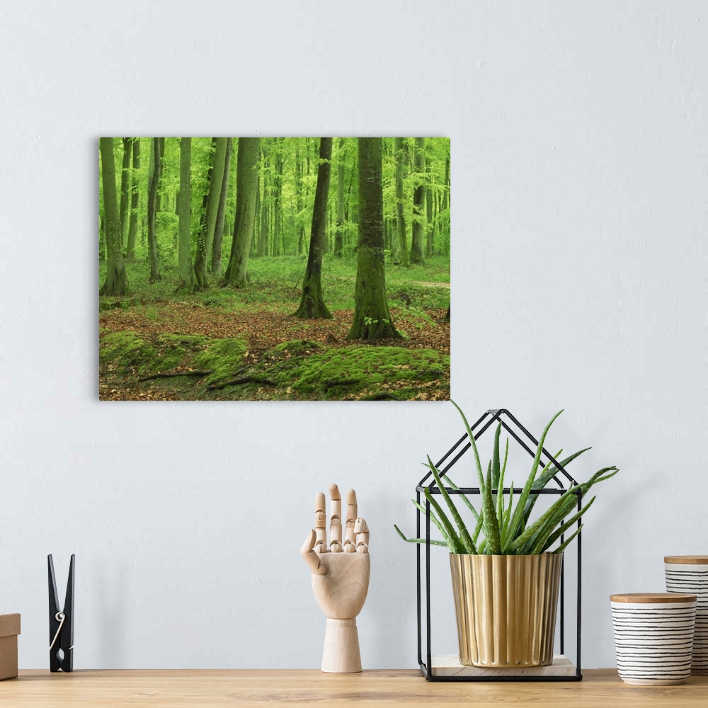 A bohemian room featuring Tree trunks and moss in woodland in the Forest of Eu in Haute Normandie, France