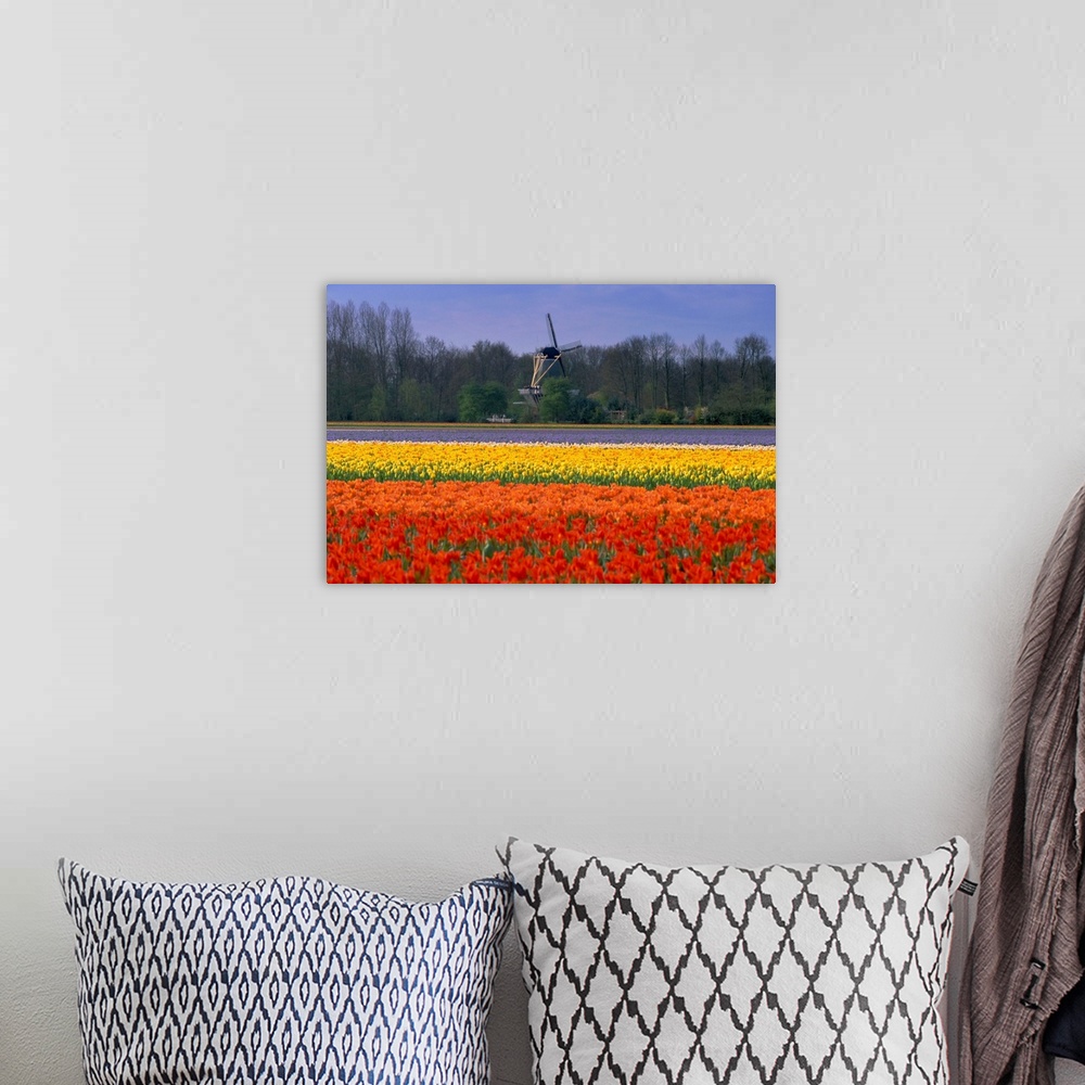 A bohemian room featuring Tulip fields and windmill near Keukenhof, Holland (The Netherlands)