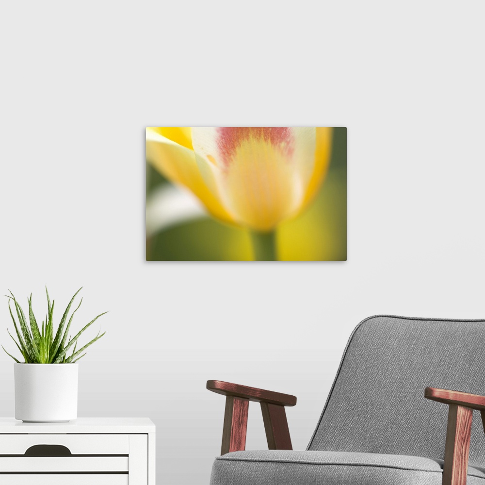 A modern room featuring Tulip, Tulipa
