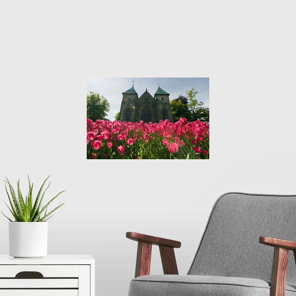 A modern room featuring Tulips in front of Stavanger Cathedral, Stavanger, Norway, Scandinavia