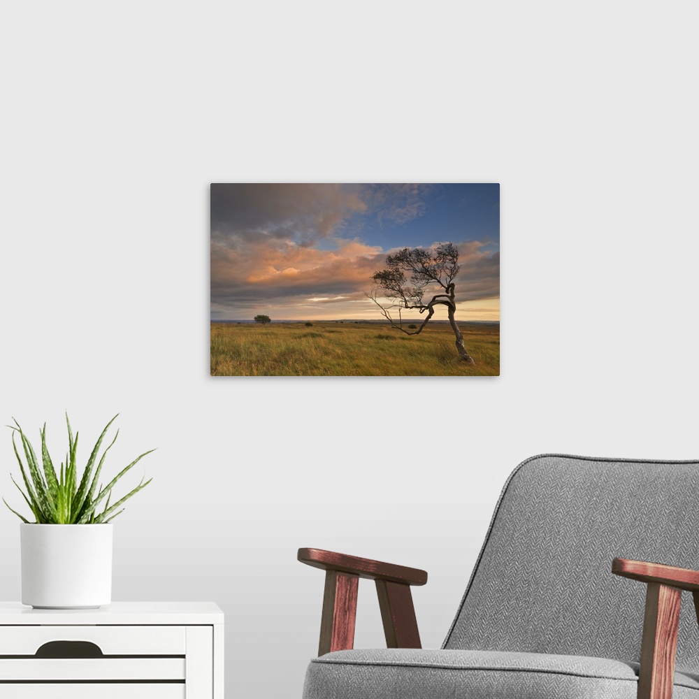 A modern room featuring Twisted tree at dusk, Peak District National Park, Derbyshire, England
